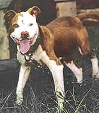 American Staffordshire Terrier photo 4