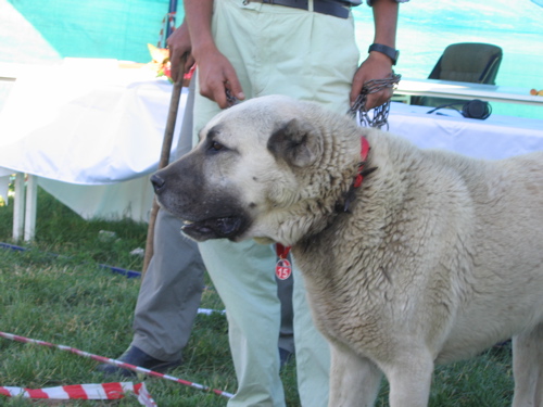 Anatolian Shepherd Dog photo 2