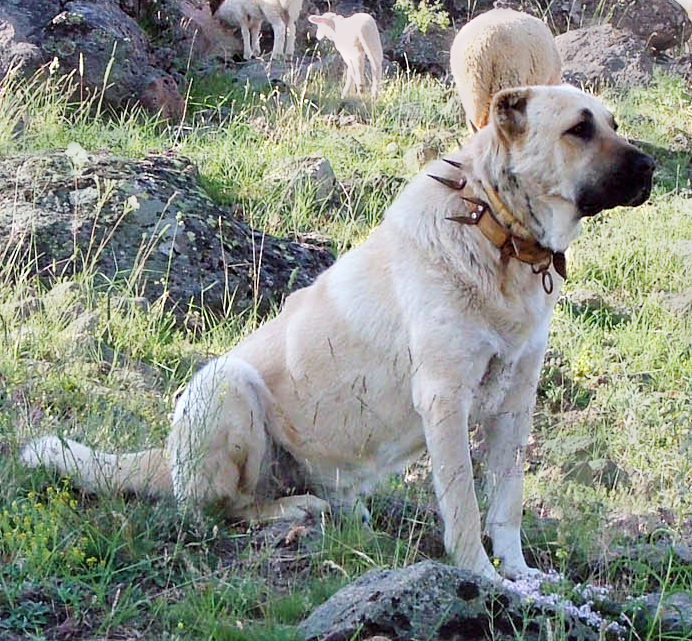 Anatolian Shepherd Dog photo 4