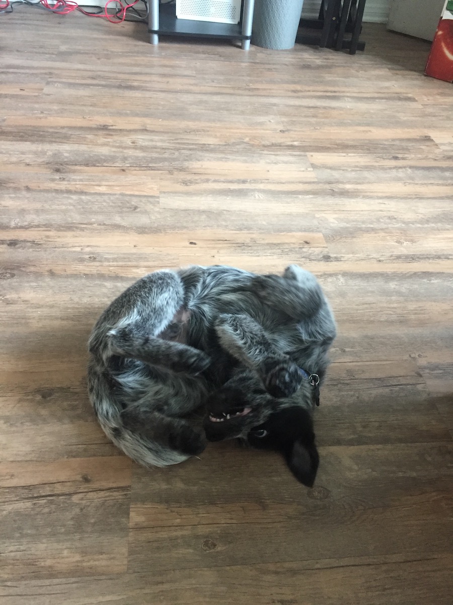 Australian Cattle Dog photo 2