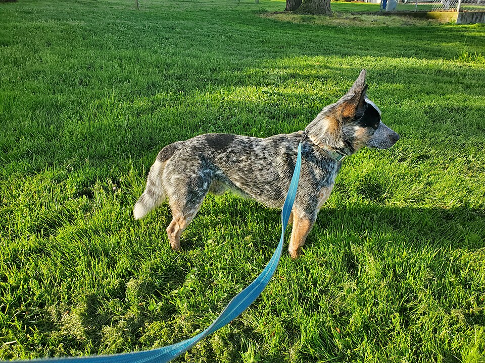 Australian Cattle Dog photo 4