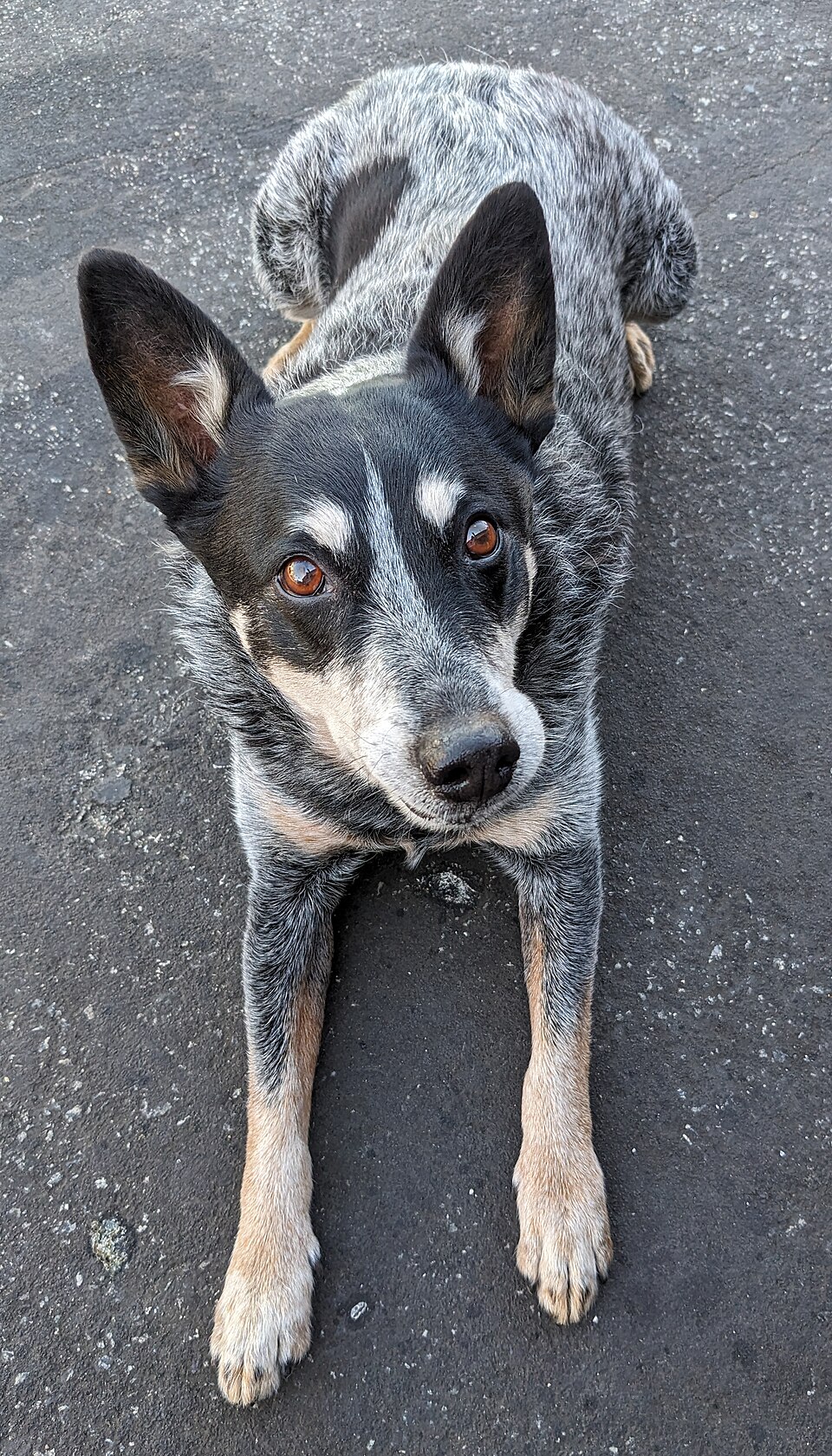 Australian Cattle Dog