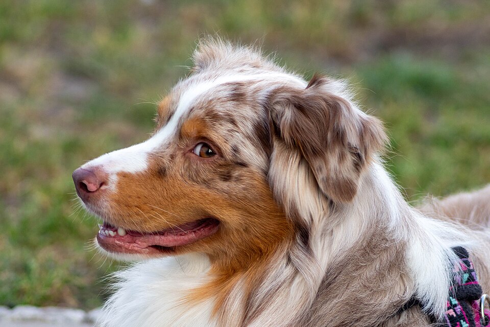 Australian Shepherd photo 2