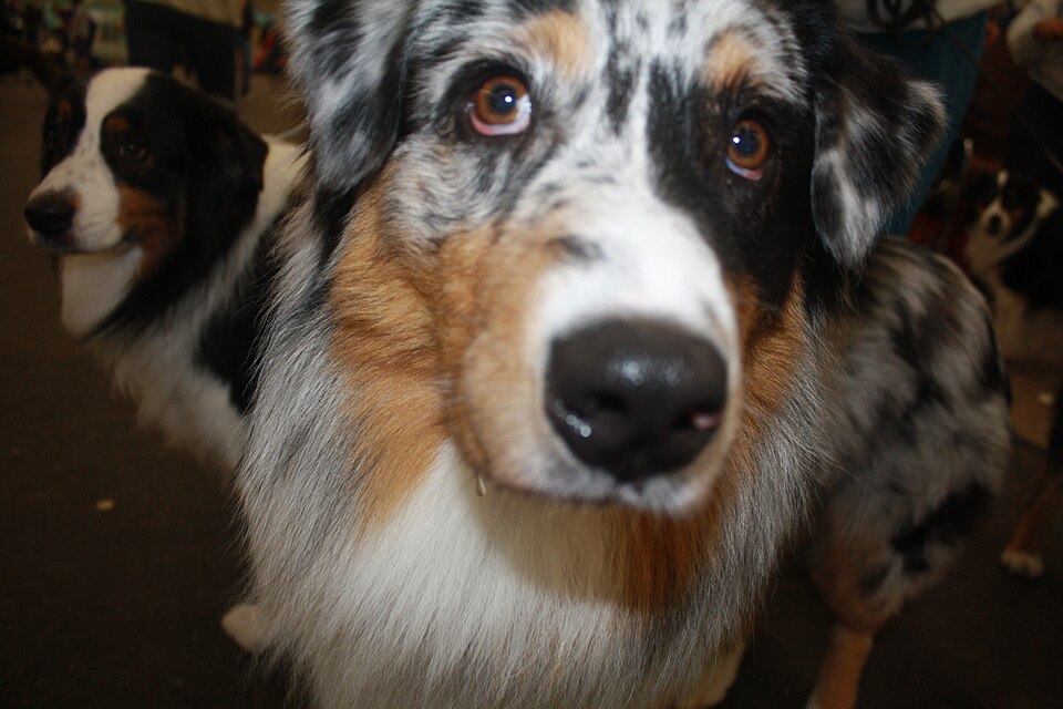 Australian Shepherd photo 3