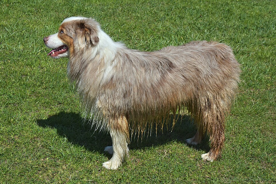 Australian Shepherd