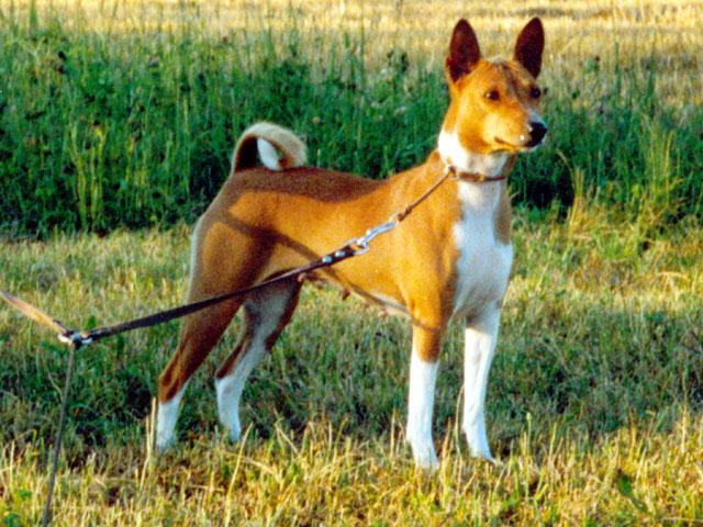 Basenji photo 2