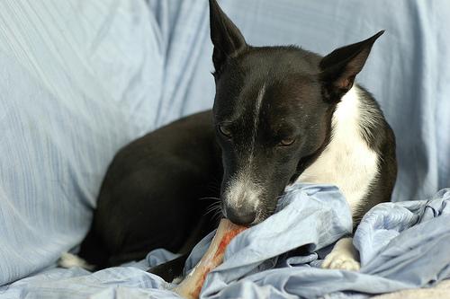 Basenji photo 3