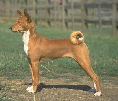 Basenji photo 4