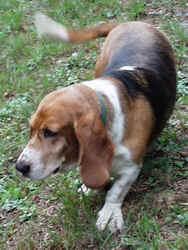 Basset Hound photo 3