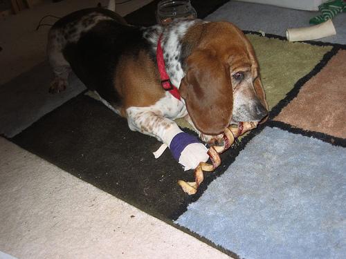 Basset Hound photo 4