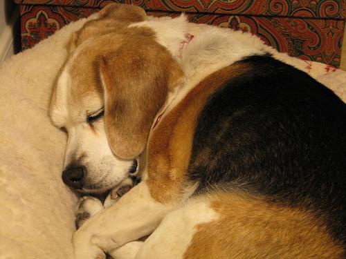 Beagle photo 2