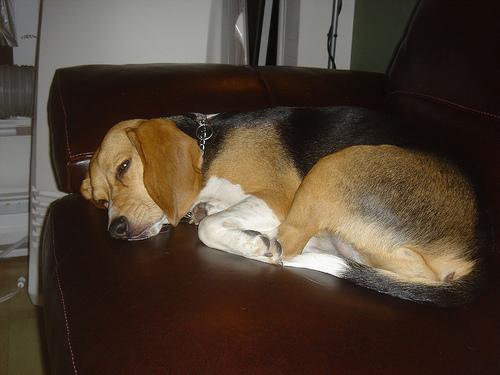 Beagle photo 3