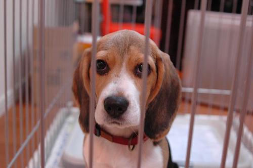Beagle photo 4
