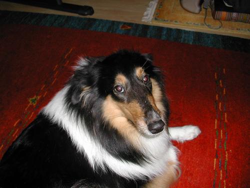 Bearded Collie photo 4