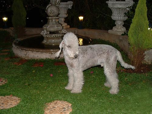 Bedlington Terrier photo 2