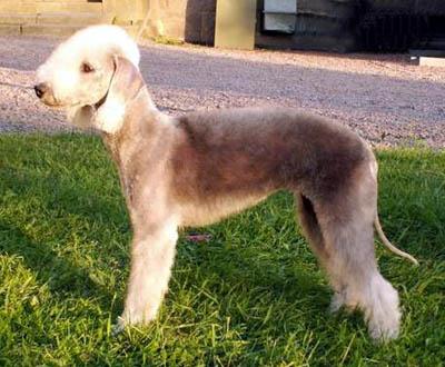 Bedlington Terrier photo 3