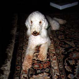 Bedlington Terrier photo 4