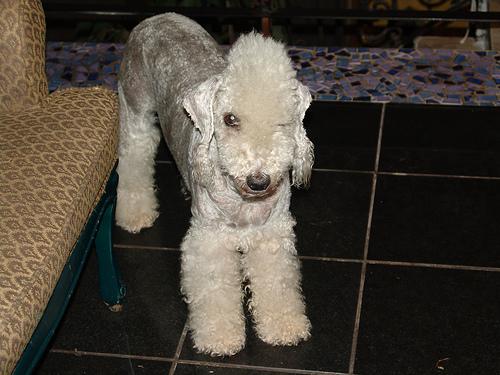 Bedlington Terrier