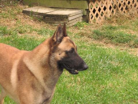 Belgian Malinois photo 2