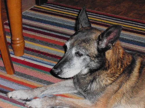 Belgian Malinois photo 3