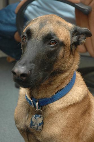 Belgian Malinois photo 4