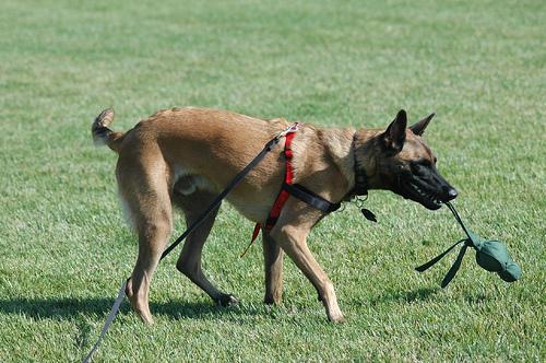 Belgian Malinois