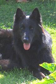 Belgian Sheepdog photo 2