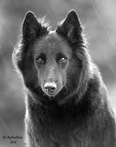 Belgian Sheepdog photo 3