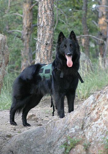 Belgian Sheepdog photo 4