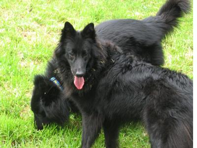 Belgian Sheepdog