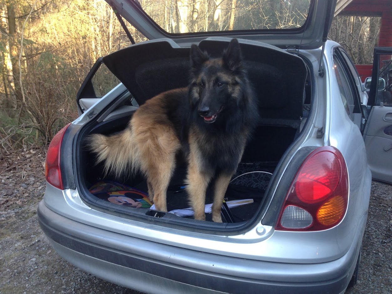 Belgian Tervuren photo 2