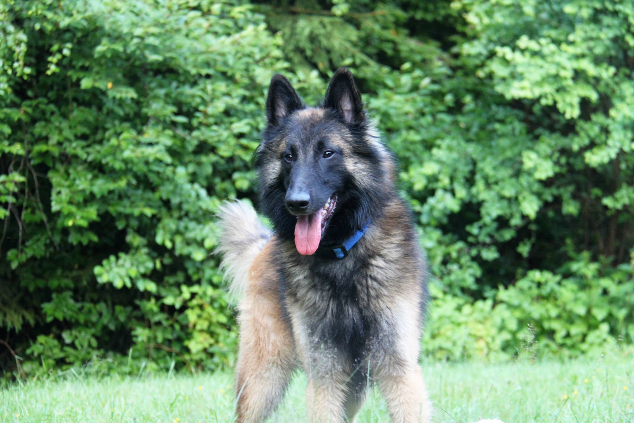Belgian Tervuren photo 3