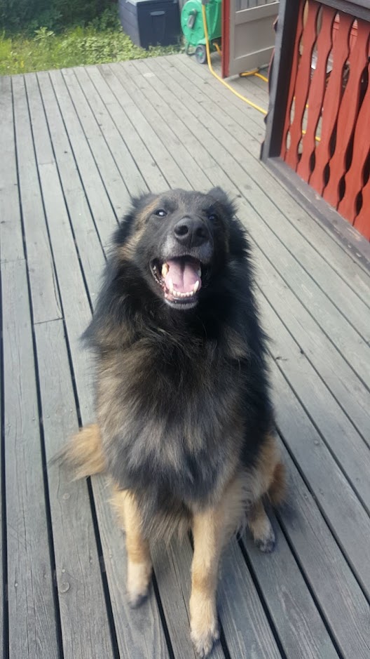 Belgian Tervuren photo 4