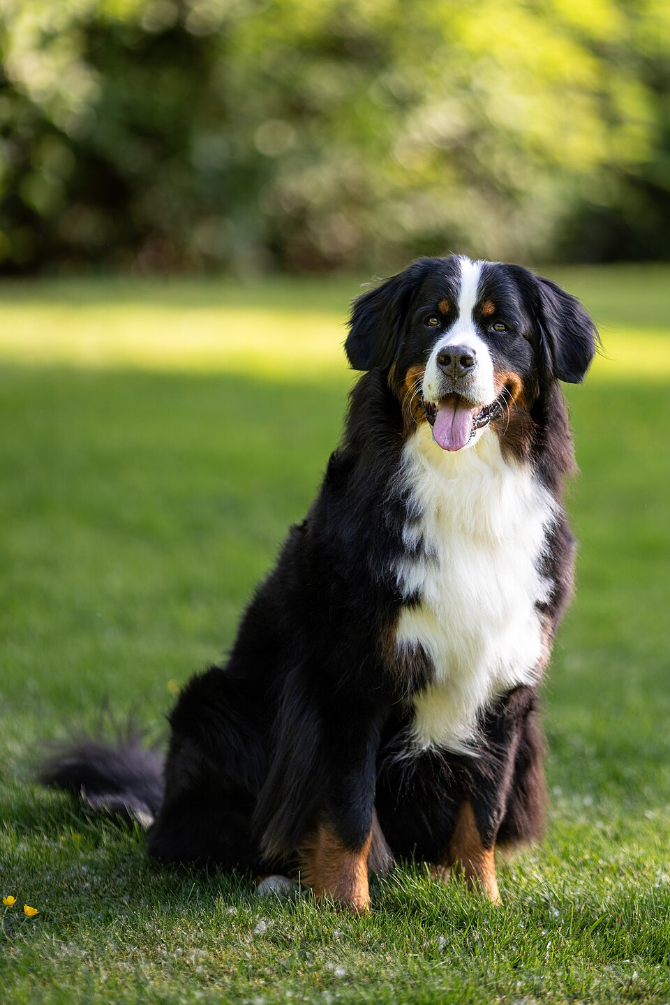 Bernese Mountain Dog photo 3