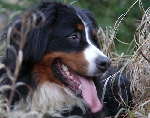 Bernese Mountain Dog photo 4