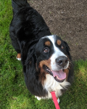 Bernese Mountain Dog