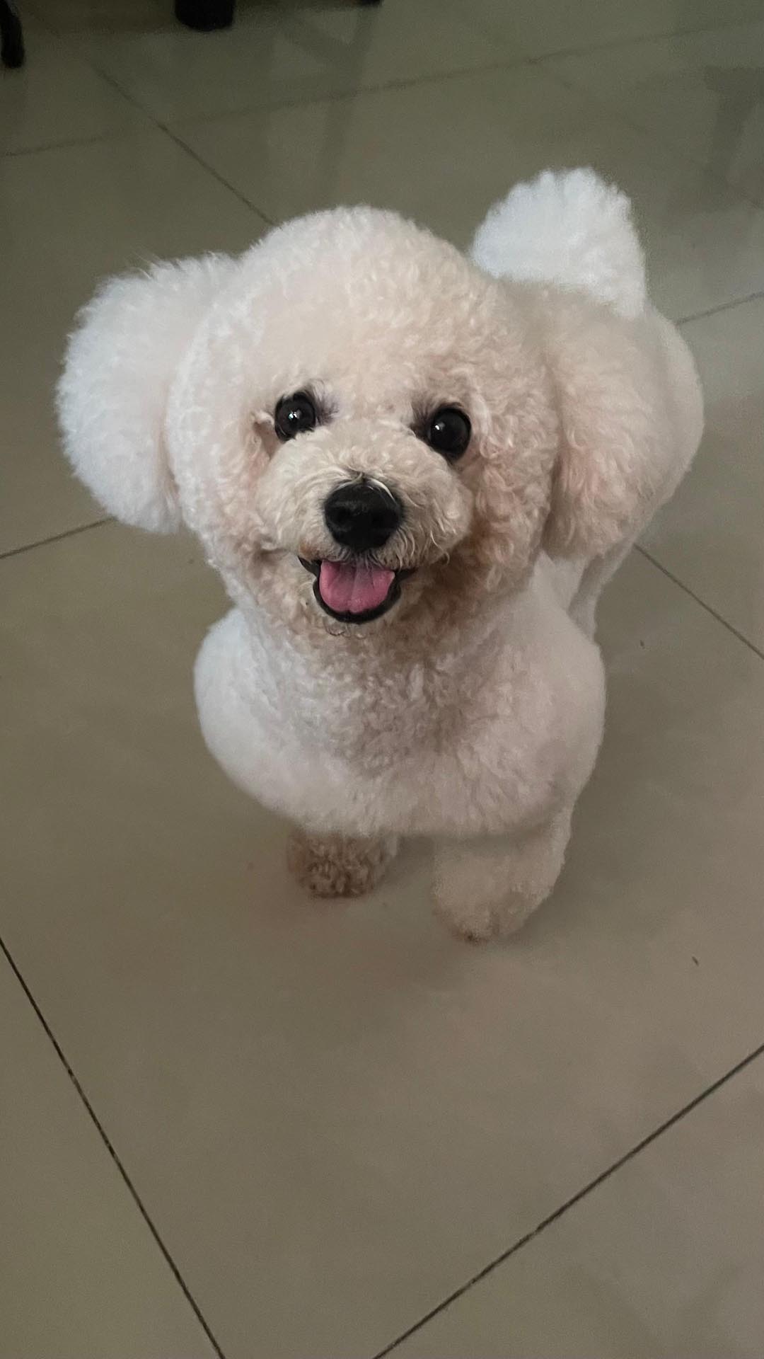 Bichon Frisé photo 2