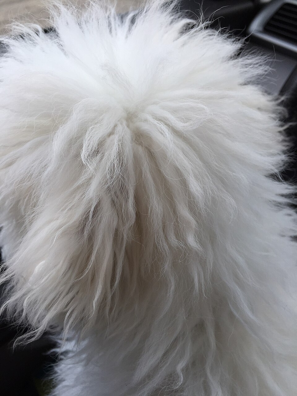 Bichon Frisé photo 3
