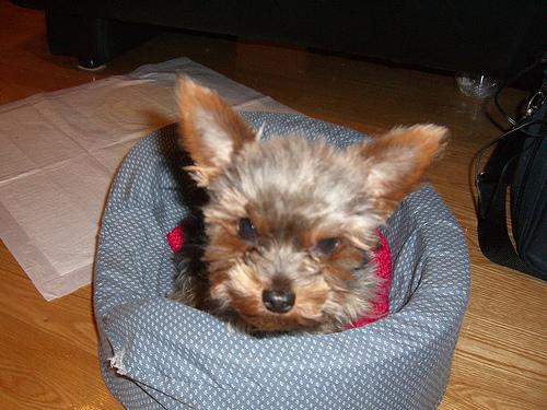 Biewer Terrier photo 3