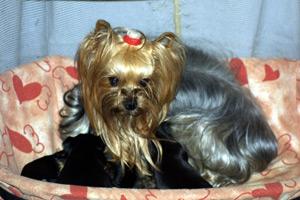 Biewer Terrier photo 4