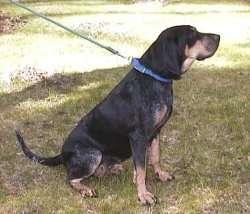 Black and Tan Coonhound photo 2