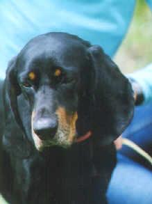 Black and Tan Coonhound photo 3