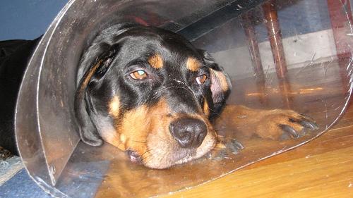 Black and Tan Coonhound photo 4