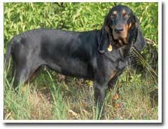 Black and Tan Coonhound