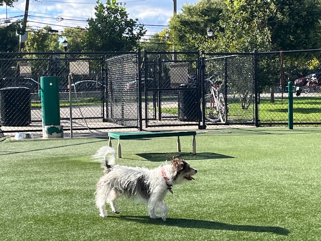 Black Russian Terrier photo 2