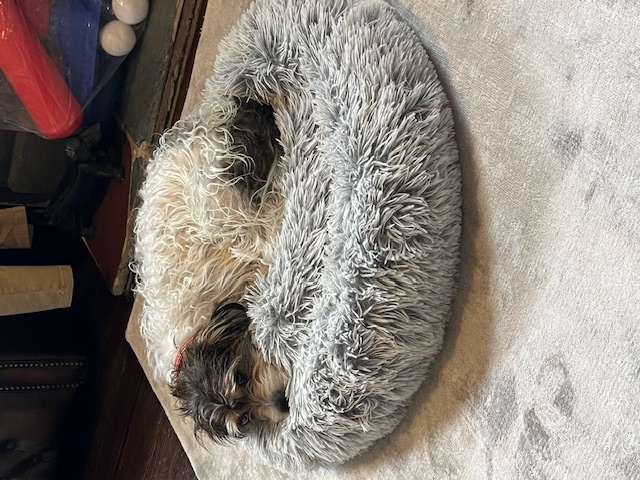 Black Russian Terrier