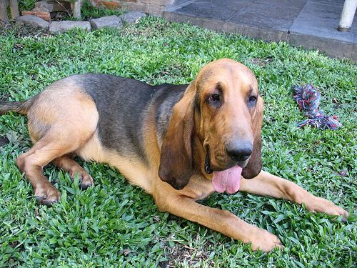 Bloodhound photo 3