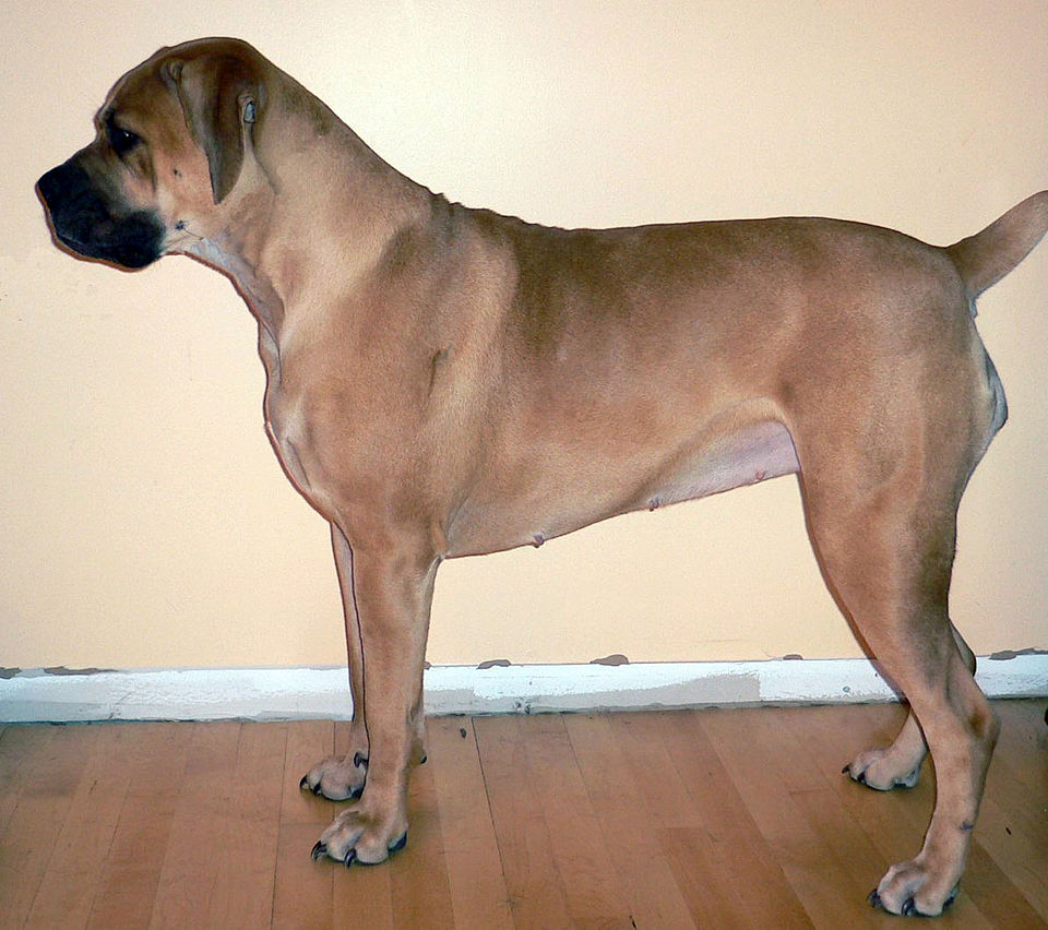 Boerboel photo 2