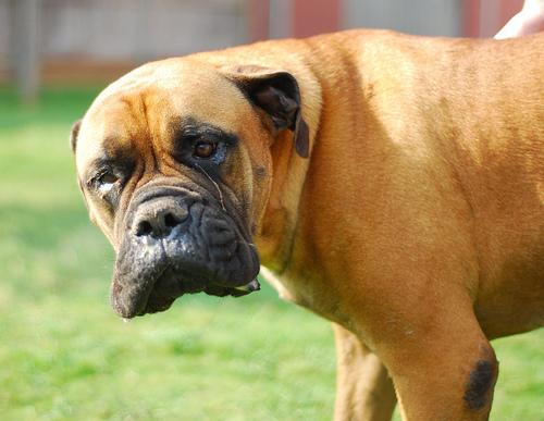 Boerboel photo 3