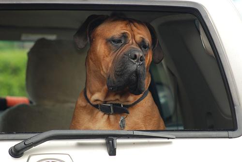 Boerboel photo 4